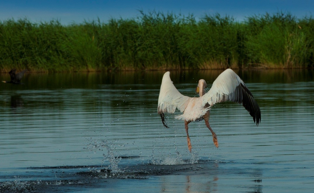 Asian Tigers Canada Day