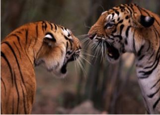 Asian Tigers Canada Day