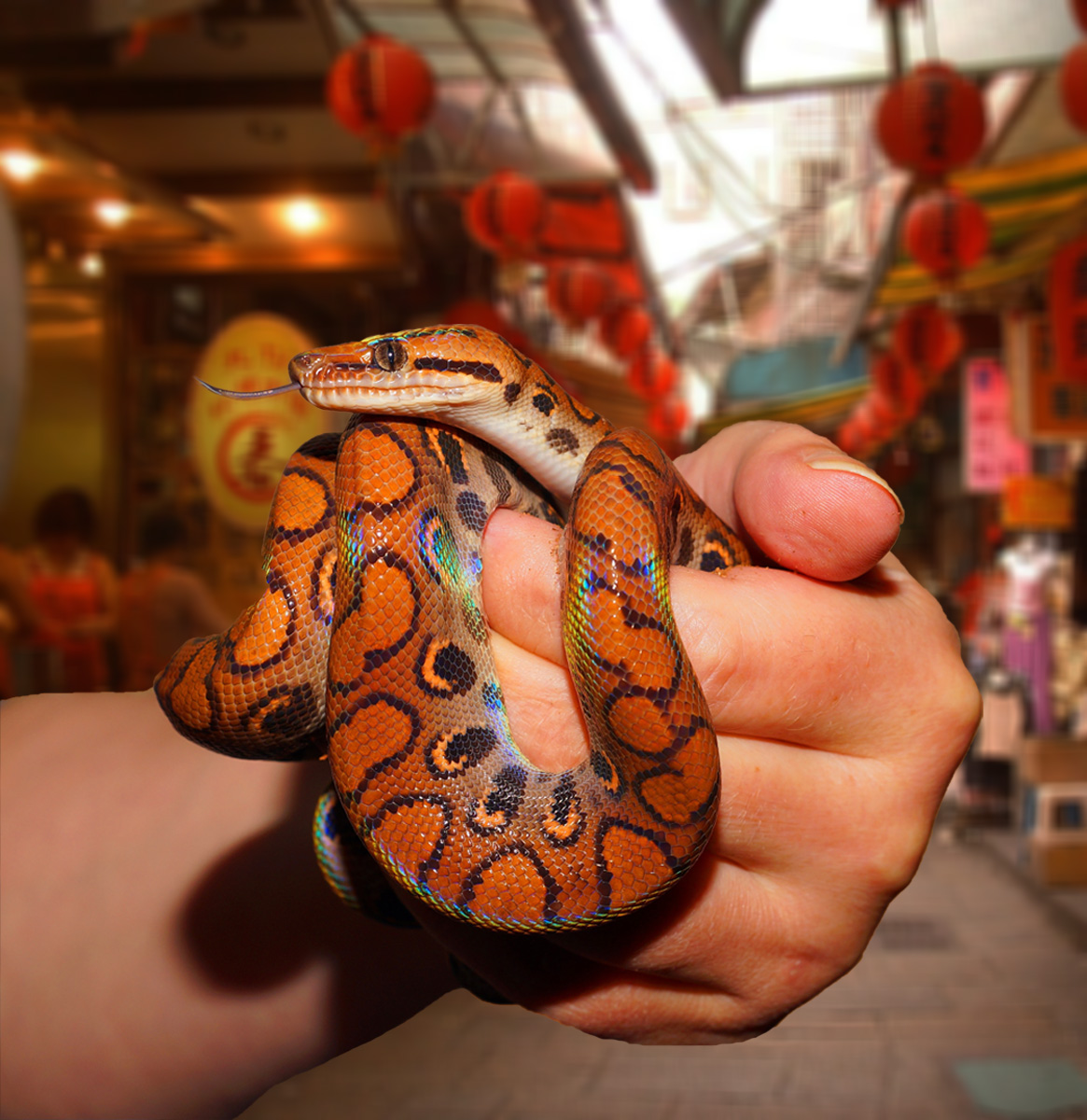 Asian Tigers Canada Day