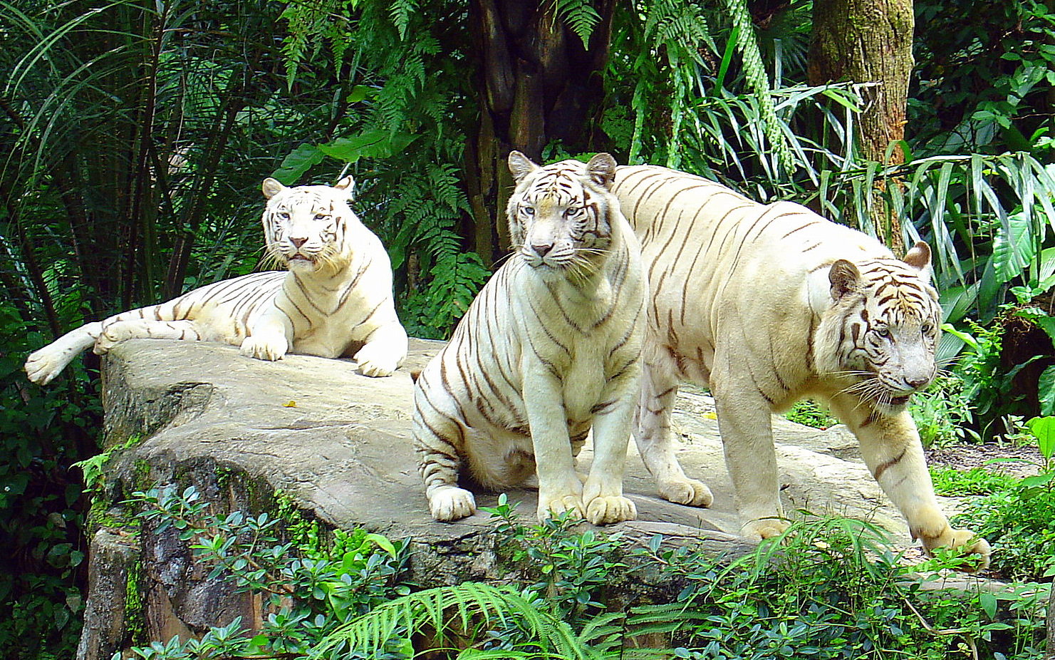 Asian Tigers Canada Day